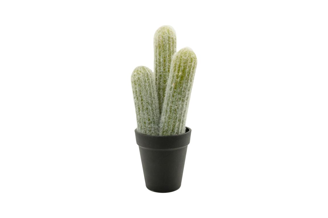 Kaktus im Topf H 28 cm