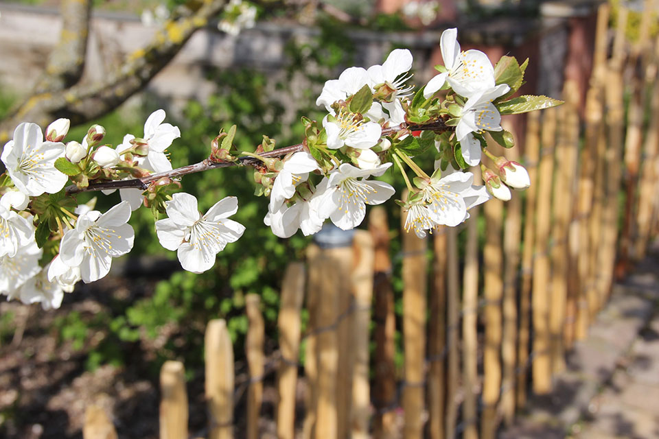 Blume mit Staketenzaun im Hintergrund Blume mit Staketenzaun im Hintergrund