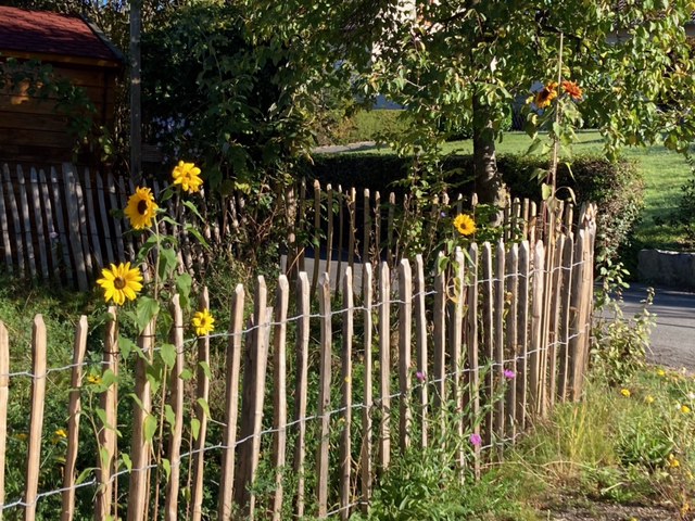 Staketenzaun Englisch mit Sonnenblumen 2 Staketenzaun Englisch mit Sonnenblumen 2