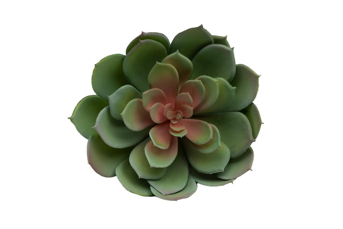 Sukkulente/ Echeveria grün , D 20 cm
